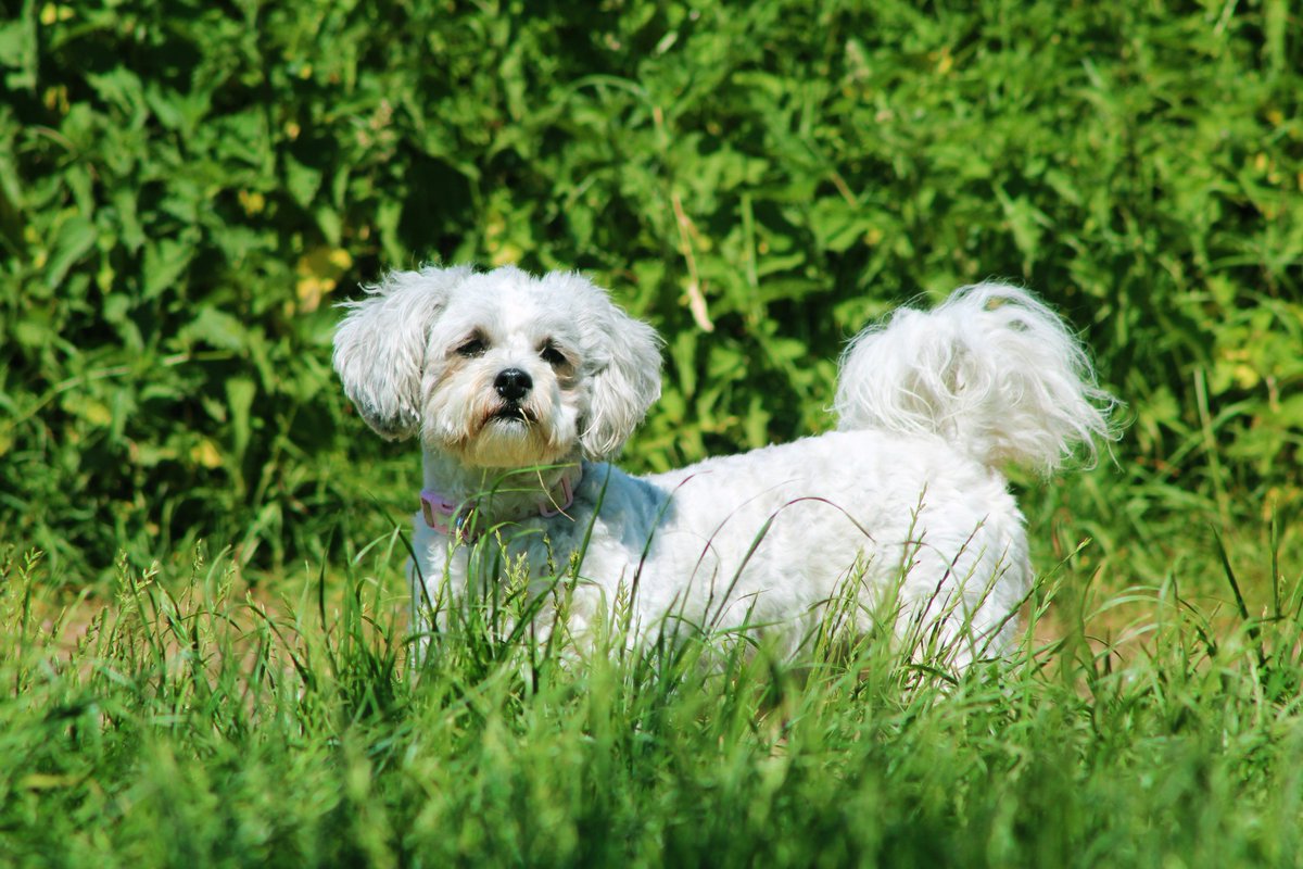 HeyImCroft's tweet image. A dog is the only thing on Earth that loves you more than he loves himself.