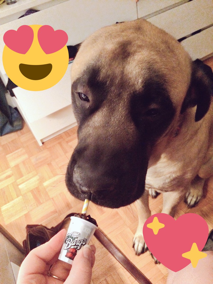 legardhouse's tweet photo. Moose loves it too! @LiPSMACKER_UK #englishmastiff https://t.co/sAzL9EpLnM