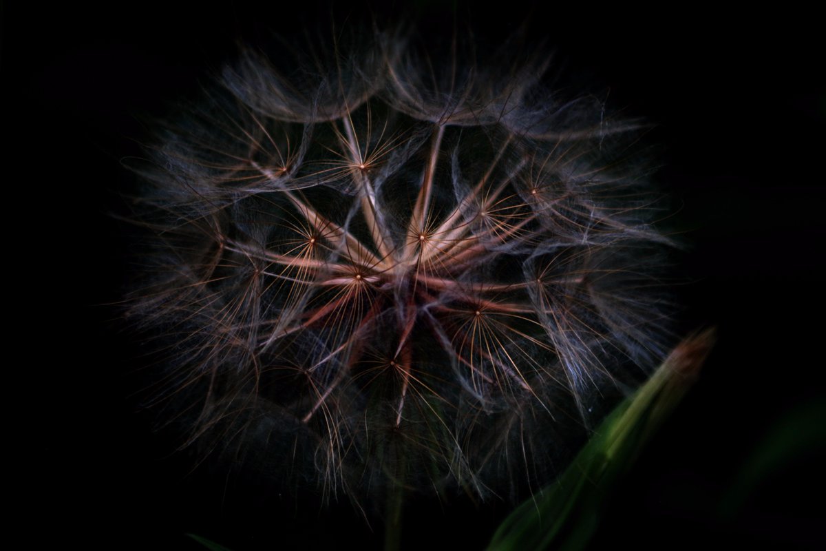 Beebewitz's tweet image. Salsify!