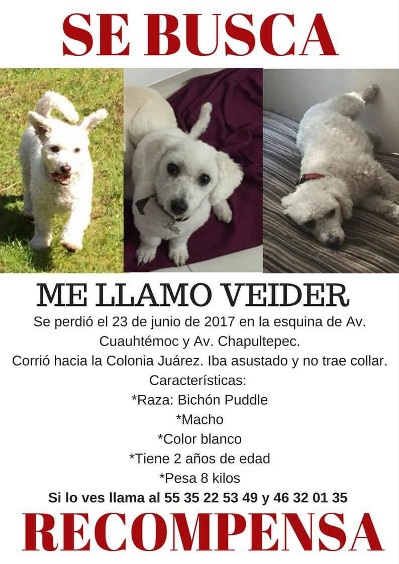 DanSchopper's tweet photo. @PrrosPerdidosMX @sebuscaperrito @PerrosPerdidos @DefAnimalMX @koncientizando @sebuscaCdMx 
DIFUNDIR POR FAVOR GRACIAS https://t.co/FMAP9Ymivl
