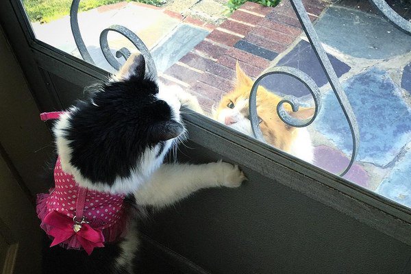 Neighbor's Cat Comes to See His Dream Girl Almost Every Day For Two Years...
kittensloversviral.blogspot.com/2017/05/neighb…