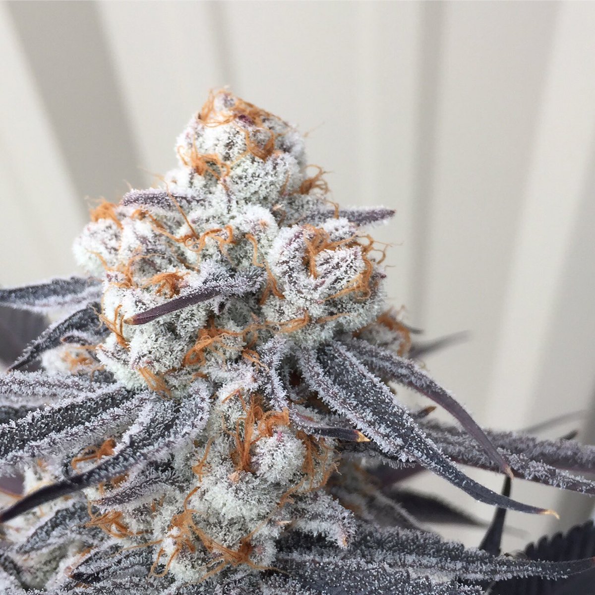 Philly420DOTcom's tweet photo. #RT @MJTendersociety   🤛🏼 Purple Punch 🤛🏼   🌱 by @eugreenorganics 📸 @growise on IG. #WeedPorn #AnugAday https://t.co/TTdyYFYnfn