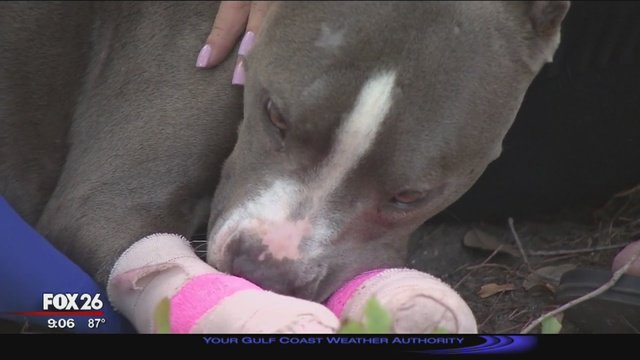 Horrendous case of animal abuse: Dog missing front paws bit.ly/2t5mfv5 https://t.co/SyrILuoYWV