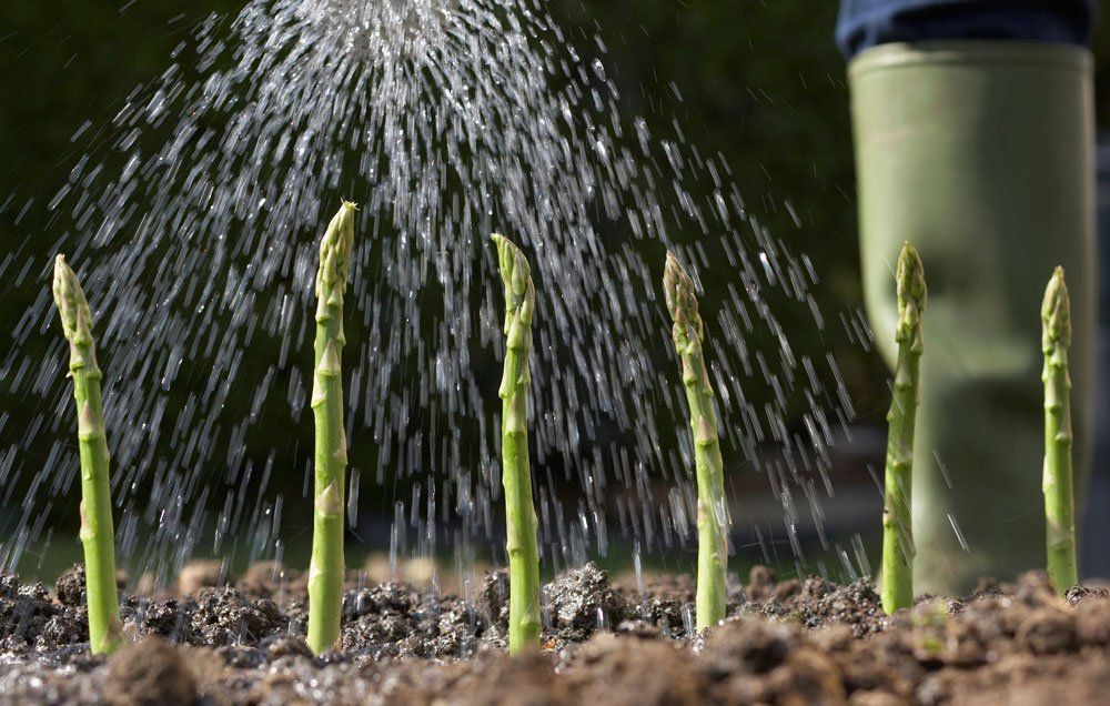 GroceryGetterOR's tweet photo. To enjoy of fresh #produce without the time commitment, try these 5 perennials veggies! #gardening #tips

https://t.co/Cy1CjovvwV https://t.co/U49weSUeT6