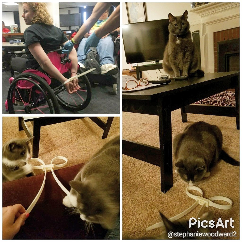 Just got home.  Brought the girls a present from D.C. They seem to have forgiven me for leaving. #ADAPTandRESIST #catlady