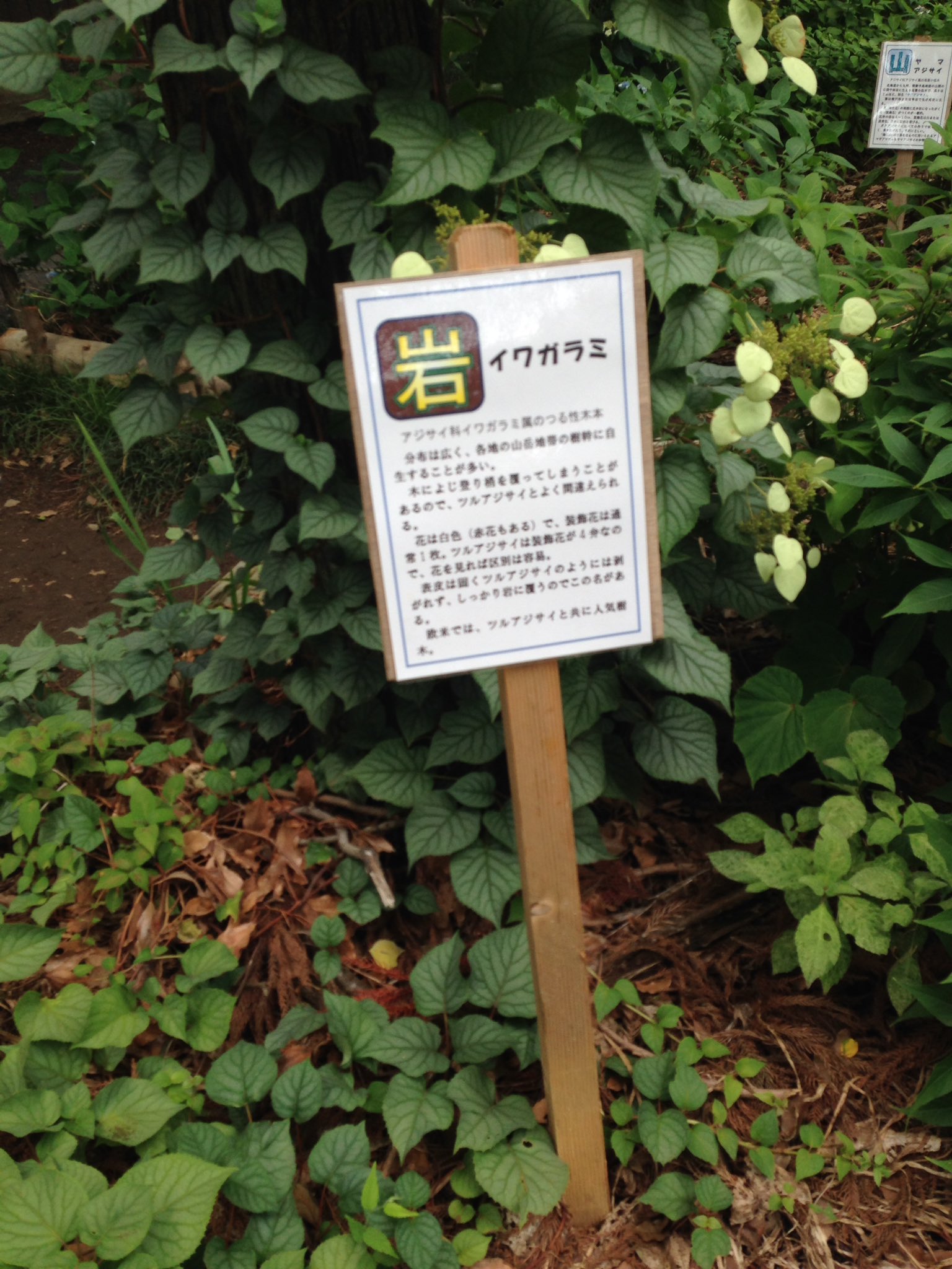 紫陽花好きな人と繋がりたい Twitter Search Twitter