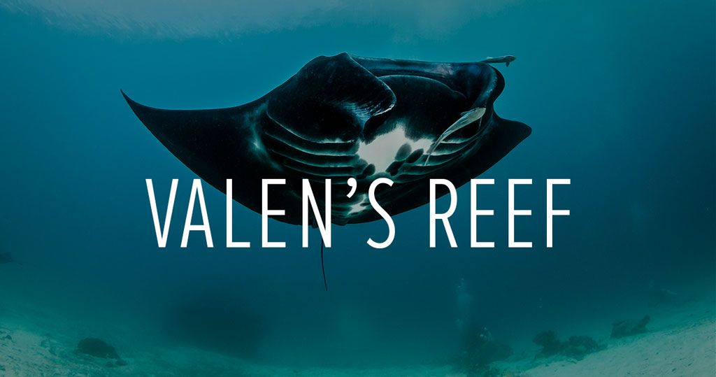 ImpactRealityVR's tweet photo. Valen’s Reef: A Virtual Reality (VR) film |Conservation International https://t.co/xAueMCyQxk #impactreality https://t.co/mdaitYLa5Q