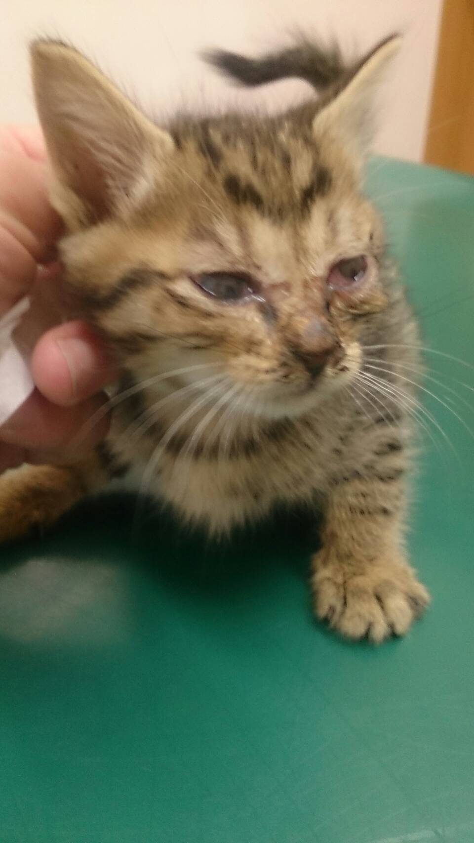 猫月 松井玲奈ちゃん大好き 81e953c0ca9e4 Twitter