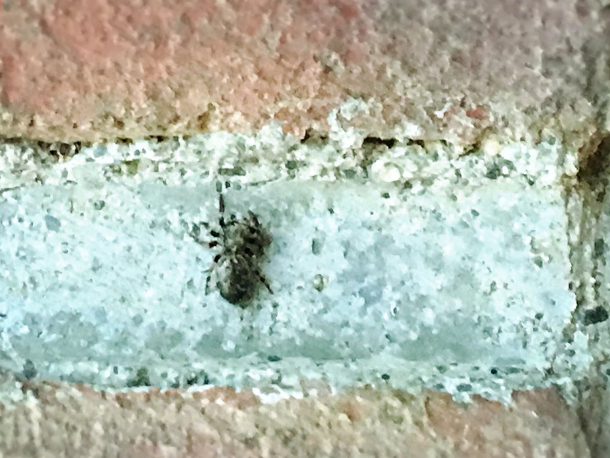 日本野虫の会 とよさきかんじ 父を施設に送る途中で拾ったツマグロヒョウモン の幼虫 食草を求め熱いアスファルトの上を這っていたので そっとパンジーが咲いている花壇に乗せてきた 2枚目は庭仕事中に見つけた4mmくらいのハエトリ これがエキスハエトリ