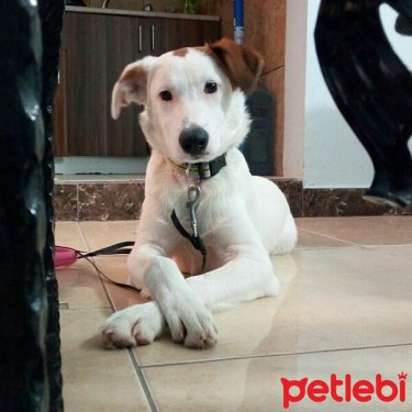 petlebi's tweet photo. #İstanbul #Köpek Puantiye #Yuva Bulamazsa Barinaga Gidecek  https://t.co/PuIitz1Dtn https://t.co/0gODwRm7iV