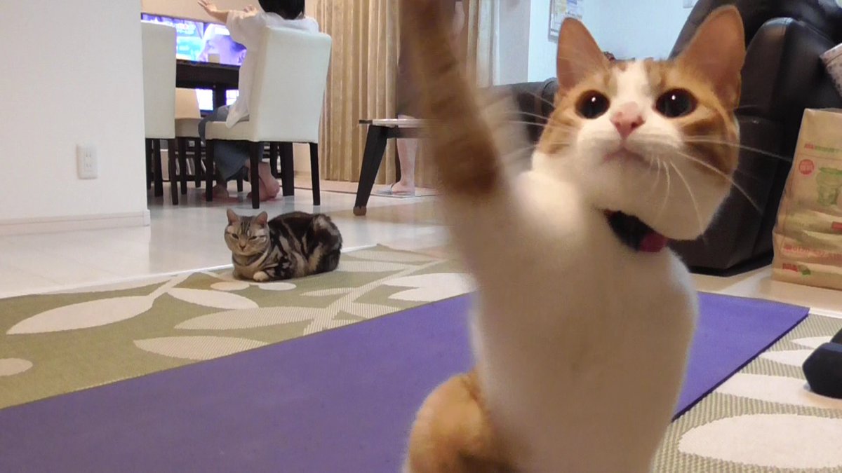 ニコラテ Youtube 猫写真 猫動画 On Twitter 新しい動画をupしました 閲覧注意 猫たちの遊び ニコとラテの得意技披露 一生懸命遊ぶ姿に萌える W Https T Co Rsaewdvapp ニコラテ 猫動画 Youtube 面白動画 おもしろ動画 遊び Https T Co
