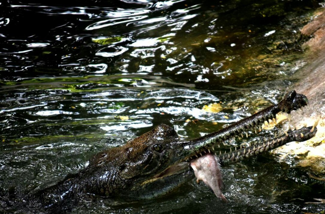 TwinklePancholi's tweet photo. Just #fishing #wild #wildlife #nature #photography #Photoshoot #aligator #beautiful #cool #scary #food #circumpunctstudio #animals #jaws https://t.co/li5EihIuVz