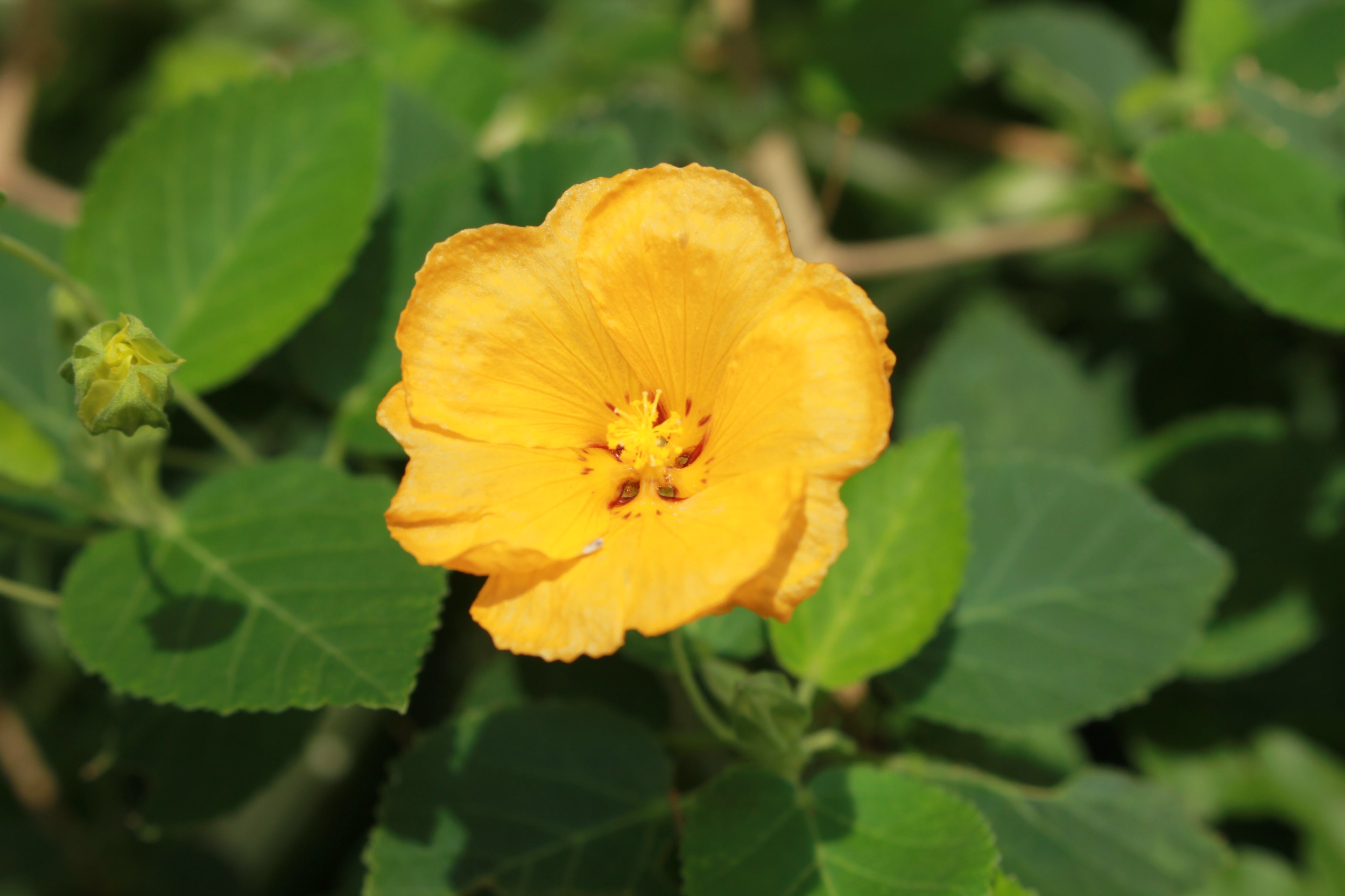 咲くやこの花館 こちらは イリマ 花びらがティッシュペーパーのように薄い とても可憐な花 です この黄色は王族を表す色で オアフ島の花として またレイの素材として珍重されました イリマのレイには あなたを誇りに思う という意味があるそうです