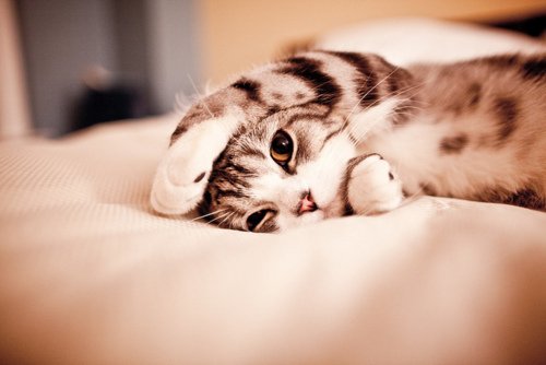 Gatito tweet media