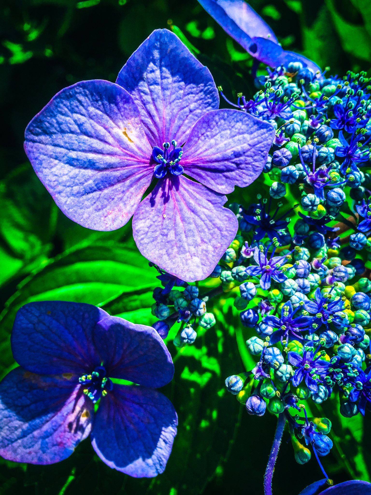 アしや 芦谷 耕平 紫陽花の小さな花が咲いてましたね 英語でhydrangeaと言うそうですが 語源は古代ギリシア語の Hydro ヒュードル 水の Angea 小さな器 と云う意味だそうです 梅雨時期に咲く 水の器 なかなか洒落てます Tokyo Hydrangea