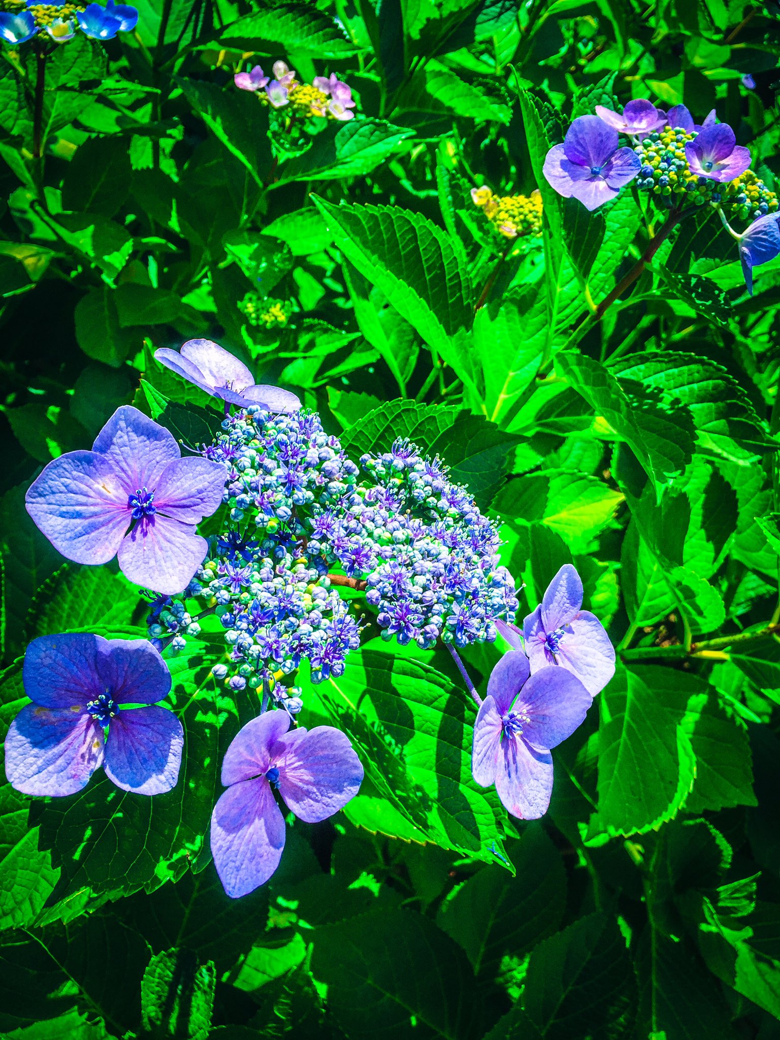 アしや 芦谷 耕平 紫陽花の小さな花が咲いてましたね 英語でhydrangeaと言うそうですが 語源は古代ギリシア語の Hydro ヒュードル 水の Angea 小さな器 と云う意味だそうです 梅雨時期に咲く 水の器 なかなか洒落てます Tokyo Hydrangea