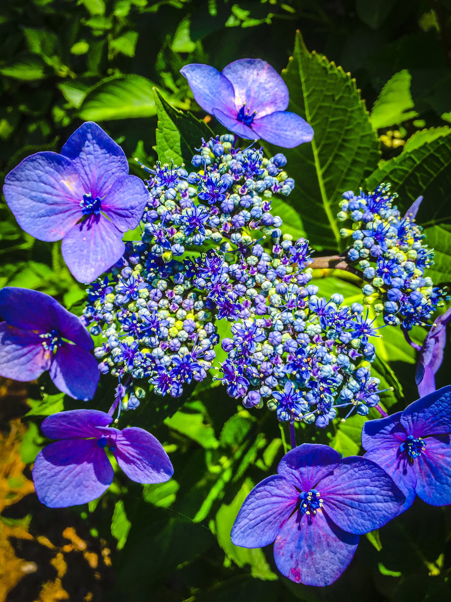 アしや 芦谷 耕平 紫陽花の小さな花が咲いてましたね 英語でhydrangeaと言うそうですが 語源は古代ギリシア語の Hydro ヒュードル 水の Angea 小さな器 と云う意味だそうです 梅雨時期に咲く 水の器 なかなか洒落てます Tokyo Hydrangea