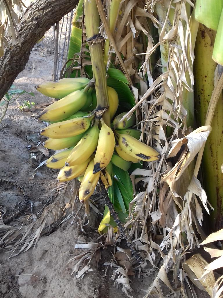 OaitseBW's tweet photo. Backyard garden ya mo lapeng.. #Goshwe https://t.co/P4gIEZQjS2