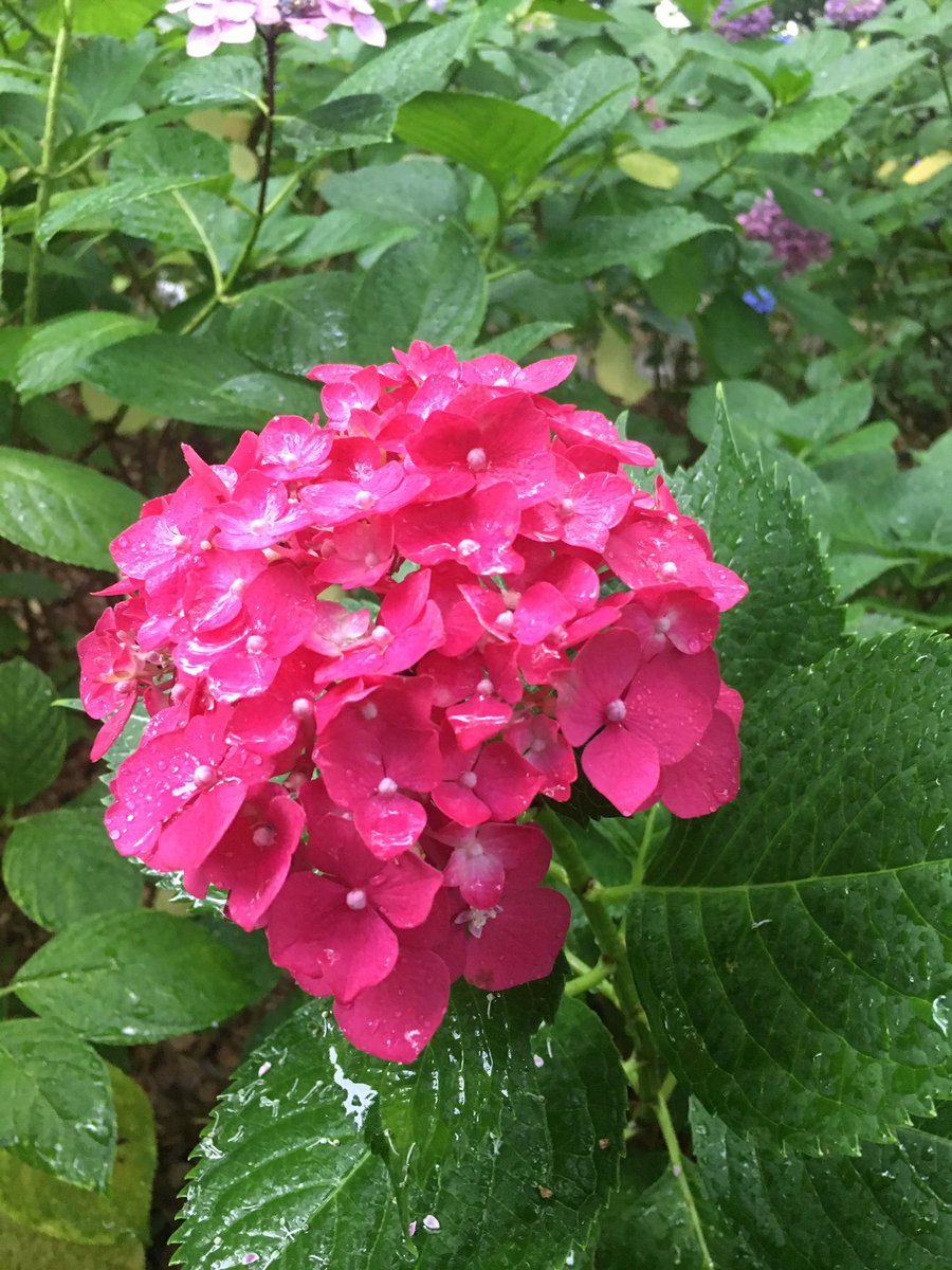 あるとら Ar Twitter あじさいの花言葉は 団結 や 冷淡 辛抱強い愛 などがありますが 赤 ピンク のあじさいの花言葉は 元気な女性 です なぜかすぐに1人頭に浮かびました W 鉢に浮かべるあじさい良きです 筥崎宮 あじさい苑 サムオト あるとら Ar Twitter あじさいの花言葉は 団結 や 冷淡 辛抱強い愛 などがありますが 赤 ピンク のあじさいの花言葉は 元気な女性 です なぜかすぐに1人頭に浮かびました W 鉢に浮かべるあじさい良きです 筥崎宮 あじさい苑 サムオト