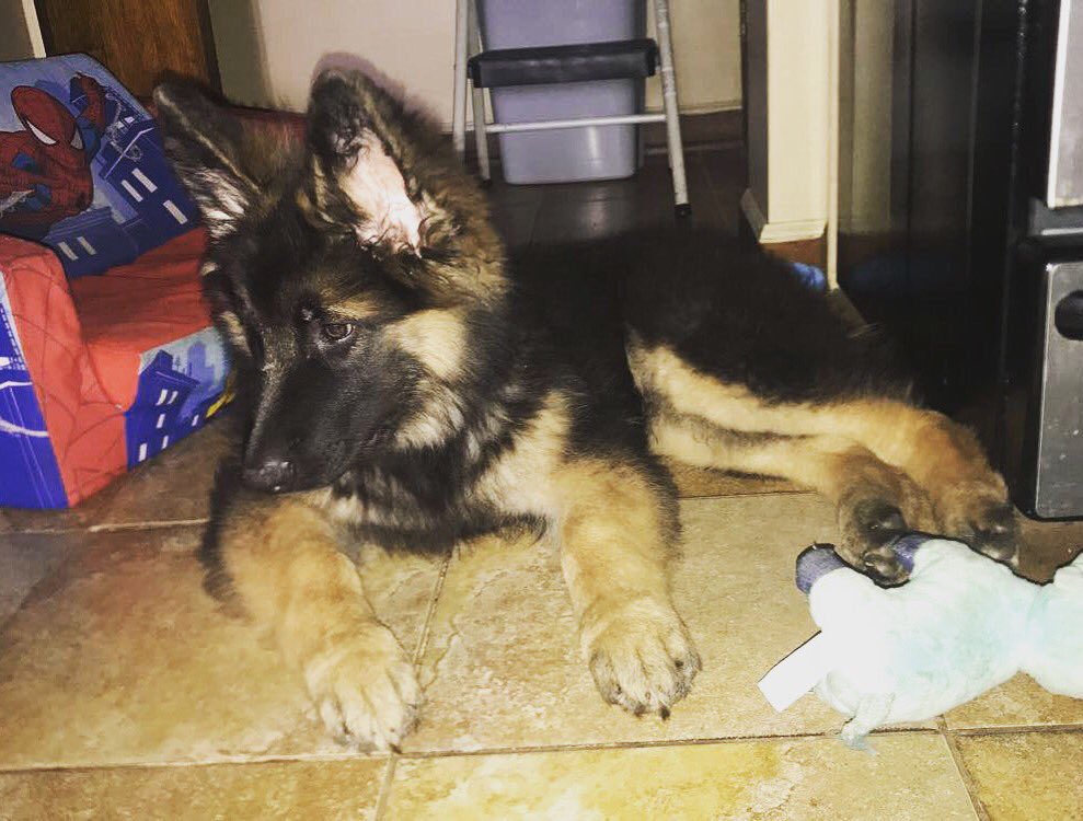 My baby! ❤️ #GSP