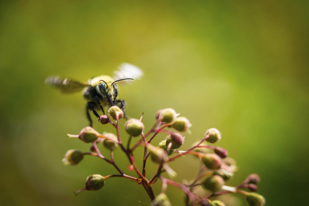 Buzzy Bee.  Happy Summer!  #summer2017 #buzz #sonya7rII  #sony90macro