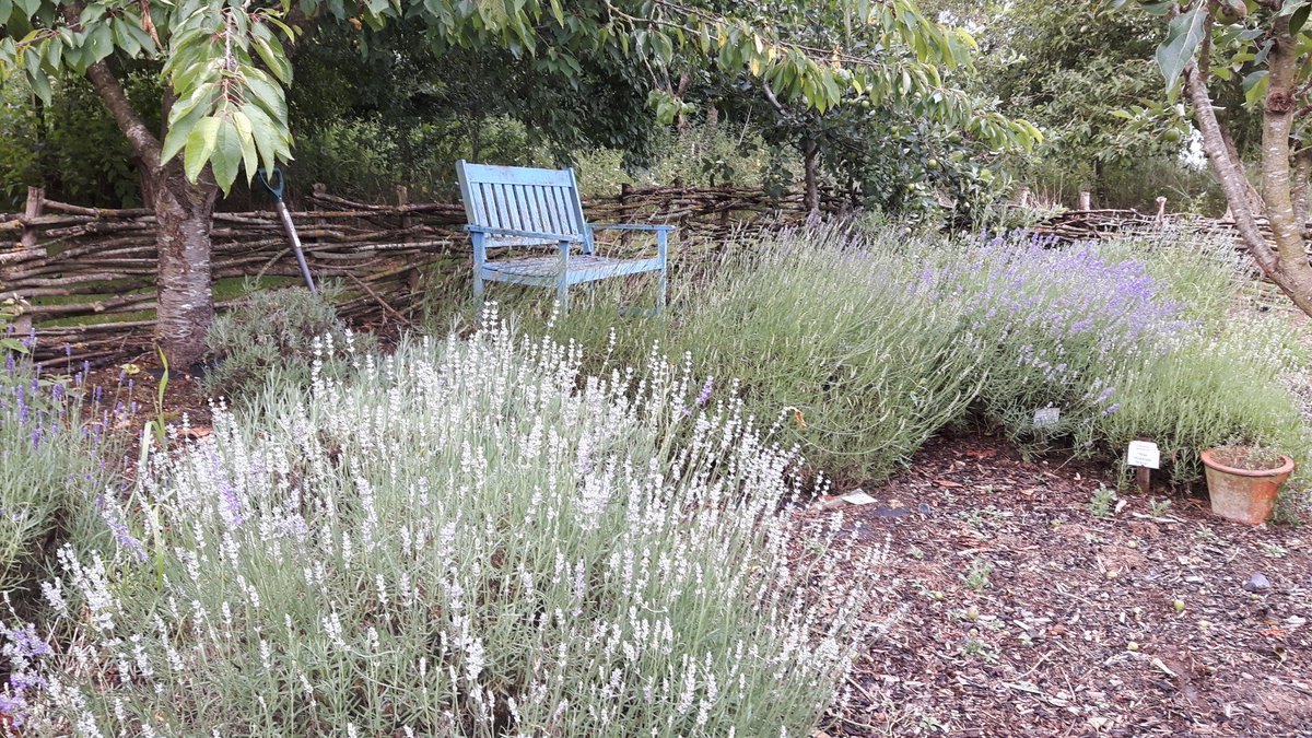 shroplavender's tweet photo. Lavender's blue dilly dillyπΆ (and white and pink and purple and........#anothersongcoming https://t.co/5EGuIw3dlA