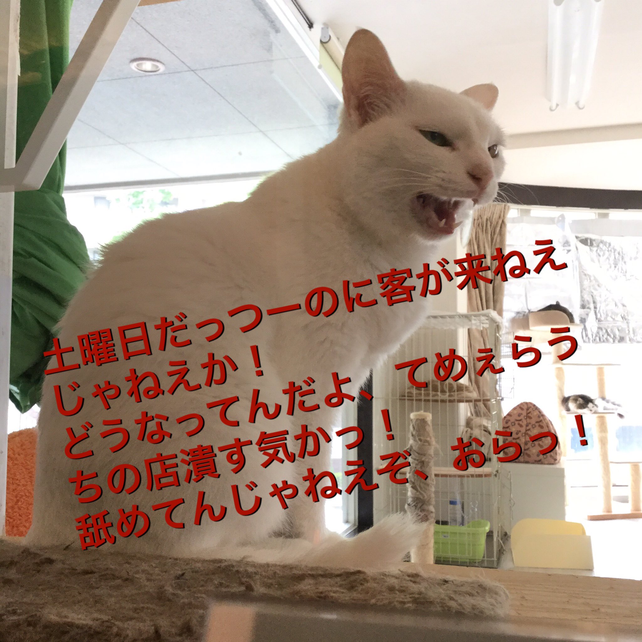 泊まれる猫カフェ クラシコ 元 猫カフェブラン アナの鬼ギレ 大人しくしてりゃぁいい気に成りやがって コッチは猫 かぶってるだけだって分かんねぇのかよ 猫カフェブラン 保護猫カフェ 横浜市青葉区 空いてる猫カフェ T Co