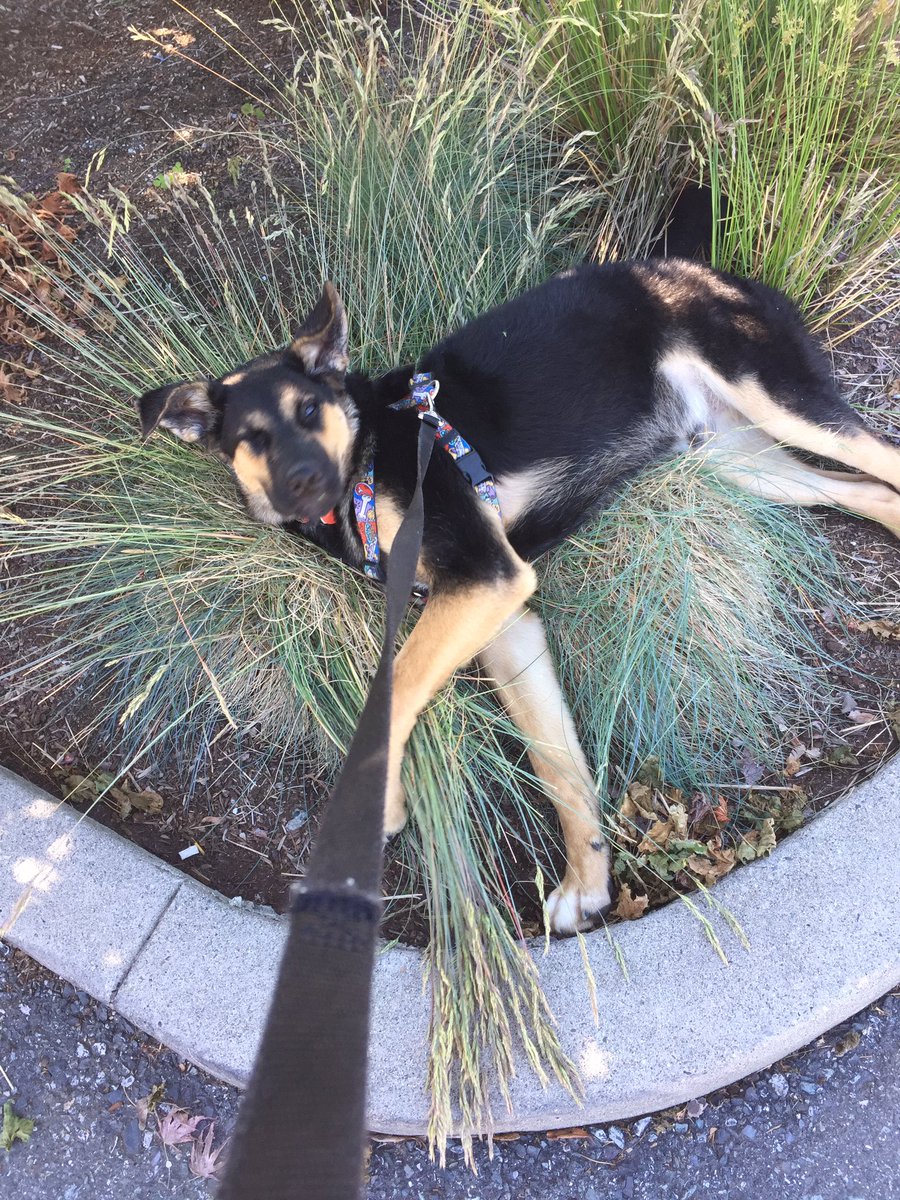 Dawn Gilhen tweet media