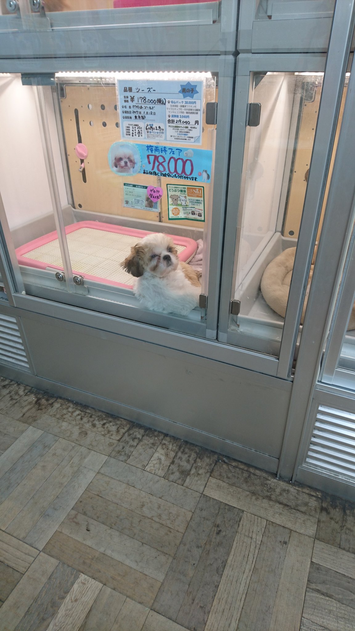 ペットショップ ディスワン若葉台店 やぁ どうも シーズーくんいいところに肘おき出来たね V シーズー 人気 ペット ペットショップ 家族 梅雨時フェア 可愛い ディスワン 若葉台 ユニディ 犬好きさんと繋がりたい T Co