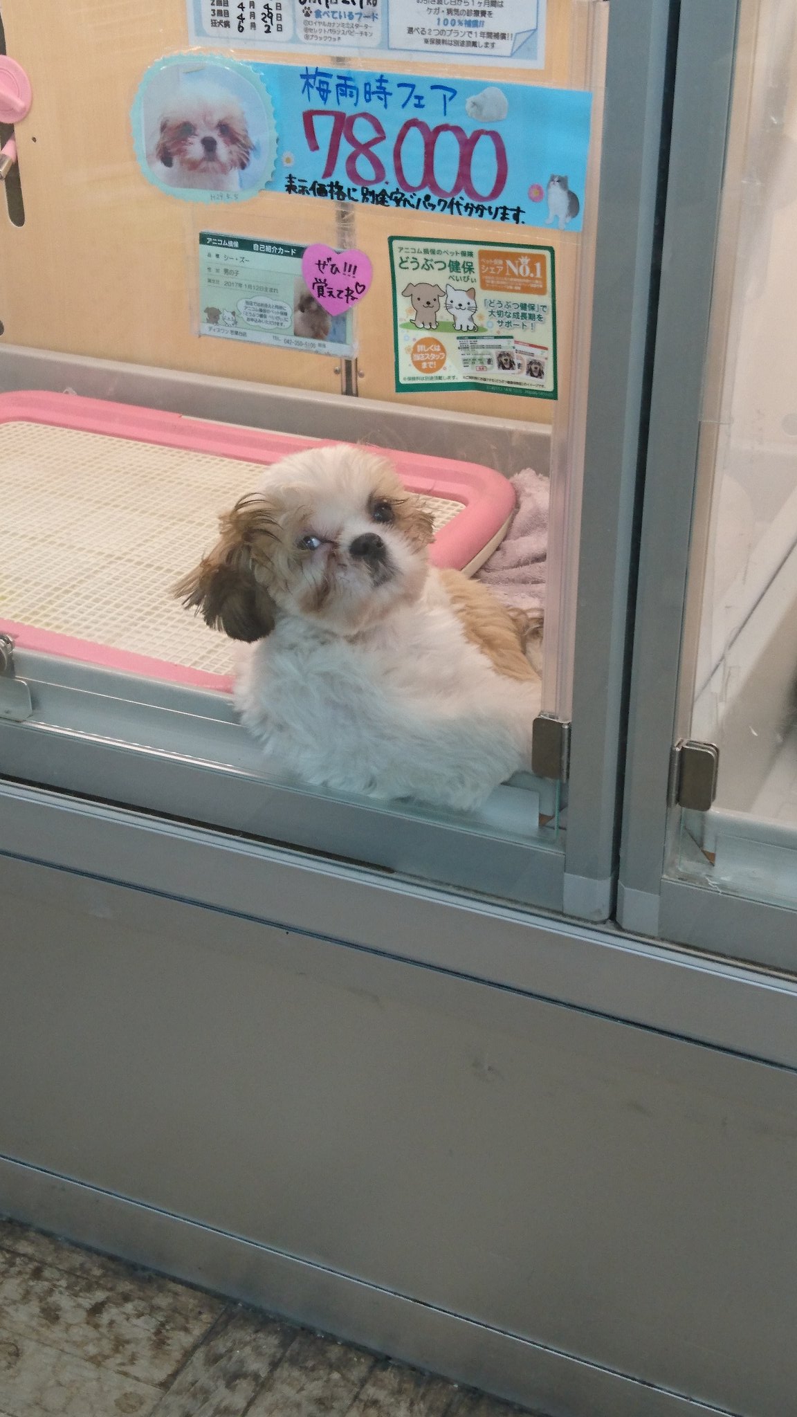 ペットショップ ディスワン若葉台店 やぁ どうも シーズーくんいいところに肘おき出来たね V シーズー 人気 ペット ペットショップ 家族 梅雨時フェア 可愛い ディスワン 若葉台 ユニディ 犬好きさんと繋がりたい T Co