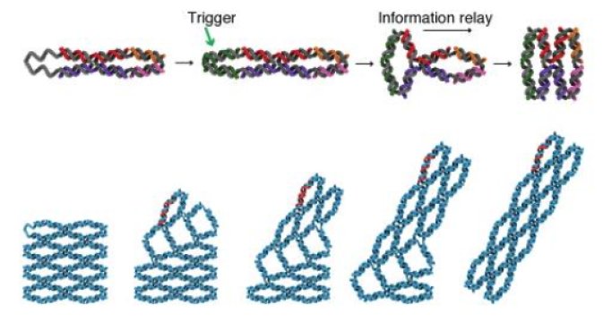 PhDCareerLink's tweet image. Switchable DNA mini-machines store information goo.gl/2jWRh2 #Biomedicalengineering #Switch #DNAcomputing