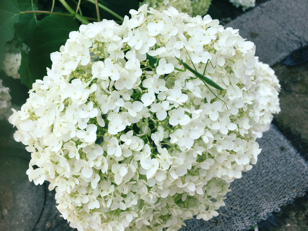日本野虫の会 重版御礼 手すりの虫観察ガイド على تويتر 実家の白い紫陽花にカマキリ幼虫 花を持って母の施設へ 自分がどこにいるのか ご飯を食べたかなどがかなりあやふやな様子 外出許可を取っておそらく最後になるであろうドライブへ もうできる事はあまりない 日本野虫の会 重版御礼 手すりの虫観察ガイド على تويتر 実家の白い紫陽花にカマキリ幼虫 花を持って母の施設へ 自分がどこにいるのか ご飯を食べたかなどがかなりあやふやな様子 外出許可を取っておそらく最後になるであろうドライブへ もうできる事はあまりない