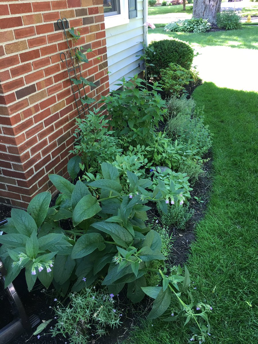 canine3x's tweet photo. My herb garden is monstrous! #lovage #sage #thyme #lavender #tarragon #marjoram #oregano #hops #beebalm #chices #garlic #comfrey https://t.co/rIDfWTsxEP