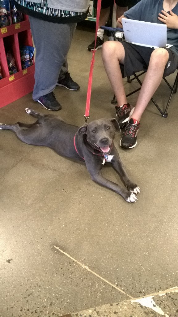 PetSmart #2392 tweet media