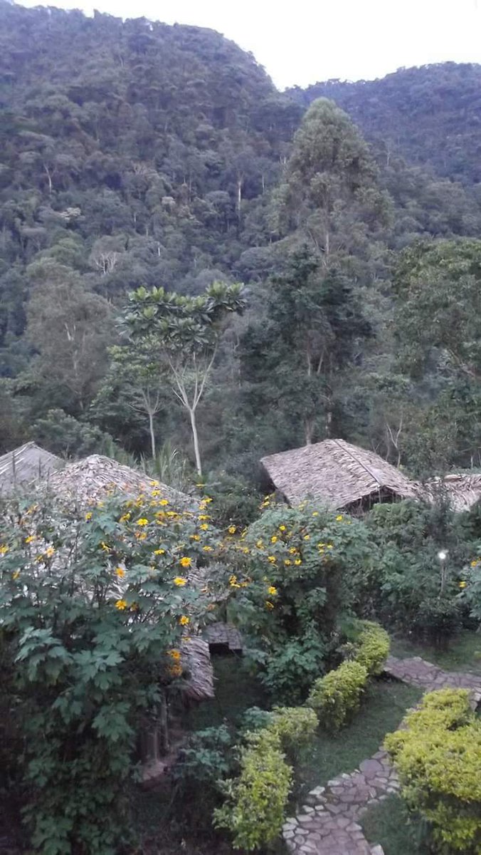 Mountain gorilla accommodation, uganda