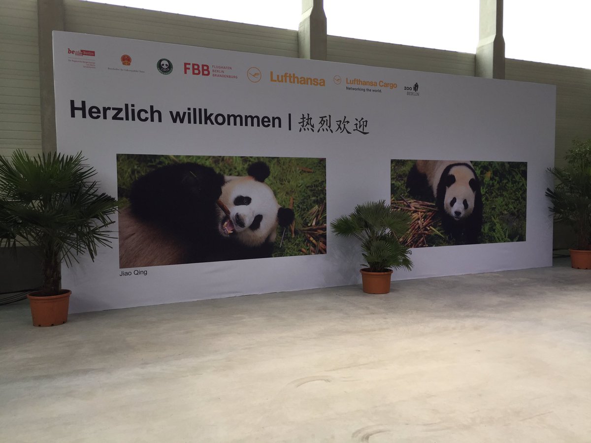 berlinerzeitung's tweet image. Die #Pandabären sind gelandet! Gleich kommen sie auf die große Bühne🐼