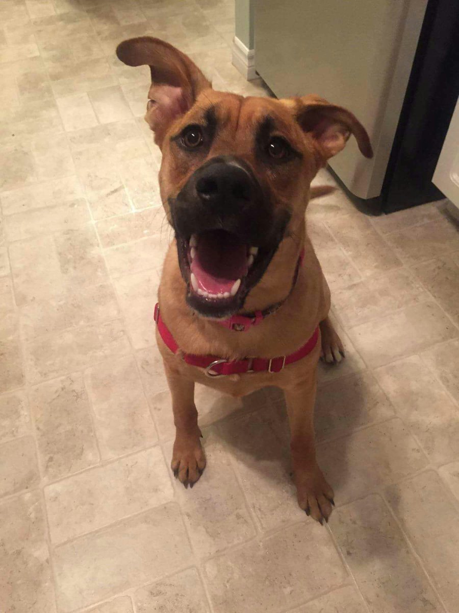 PetsmartLondon's tweet photo. Paws United today from 11am to 2pm, some of the dogs for adoption, looking for their new loving homes! https://t.co/sFaDOJhPDD