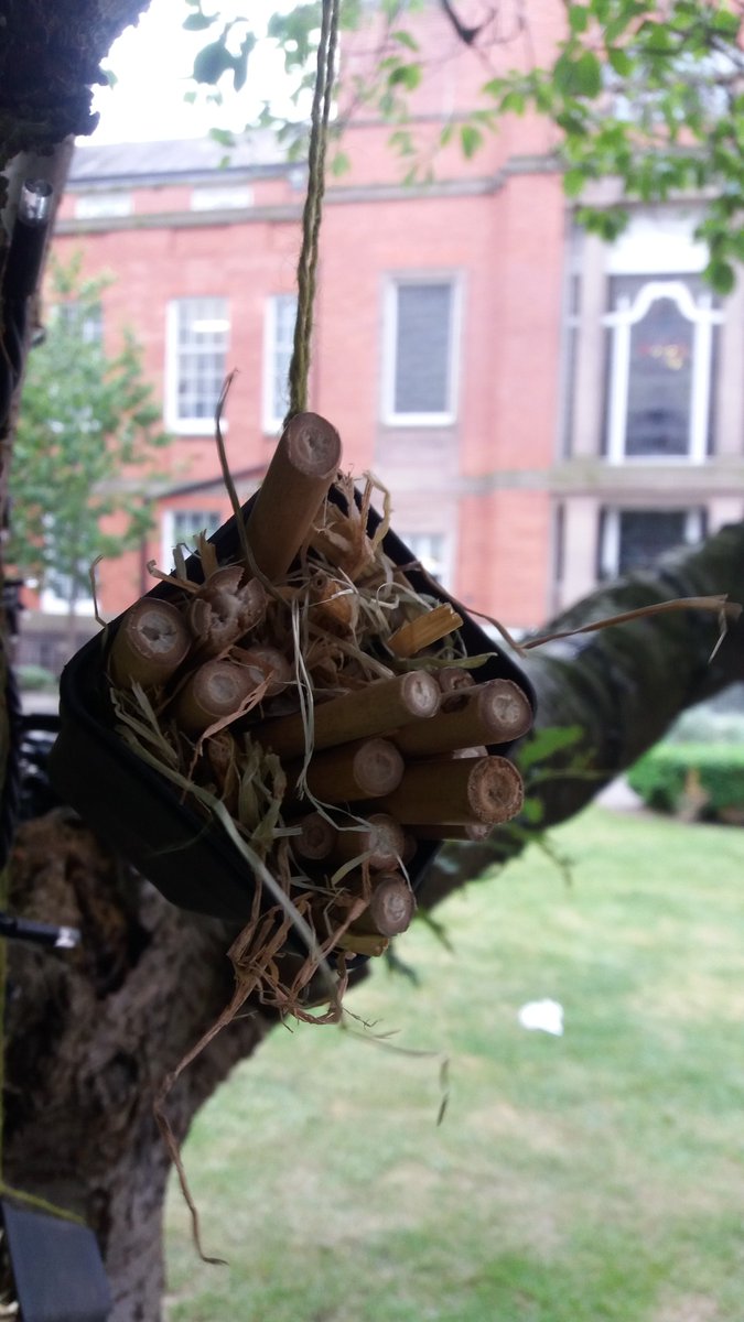 Bug hotels, walking news and the Tree Charter at #TraffordLIVE <a href="/CityofTreesMcr/">City of Trees</a>