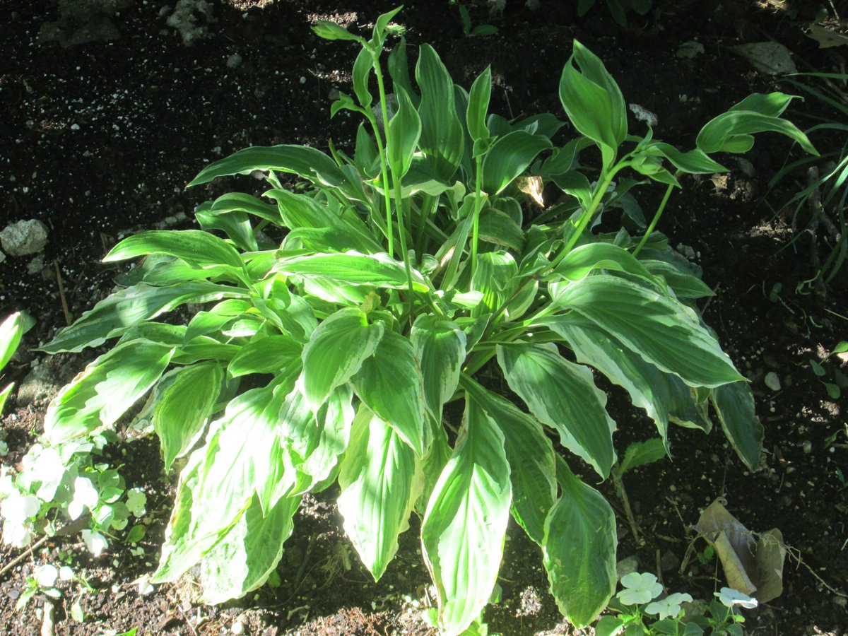 dabmom55's tweet photo. @bellwether_farm old farmhouse hosta safely "fostered" (and growing!!!) in Perrysburg. More good works today! @dohio @StTimothysPburg https://t.co/6nKa1KiAph