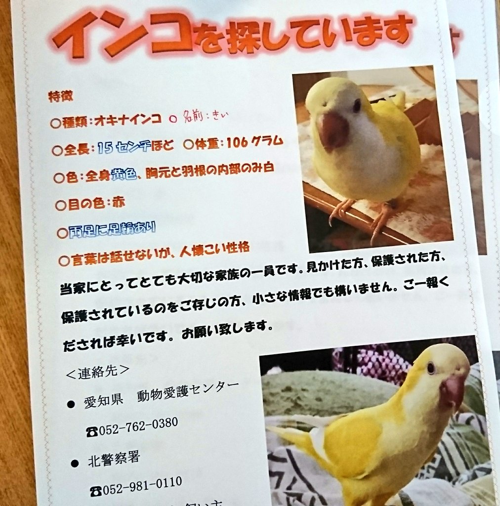 オキナインコを探しています 拡散希望 オキナインコを探しています 大きさは中型 両足に足輪 全体的に黄色 胸元は白 鳴き声は大きく 言葉は話せません 保護された方 保護されたのをご存知の方 些細な情報でも構いません 御一報下されば幸い オキナインコを探しています 拡散希望 オキナインコを探しています 大きさは中型 両足に足輪 全体的に黄色 胸元は白 鳴き声は大きく 言葉は話せません 保護された方 保護されたのをご存知の方 些細な情報でも構いません 御一報下されば幸い