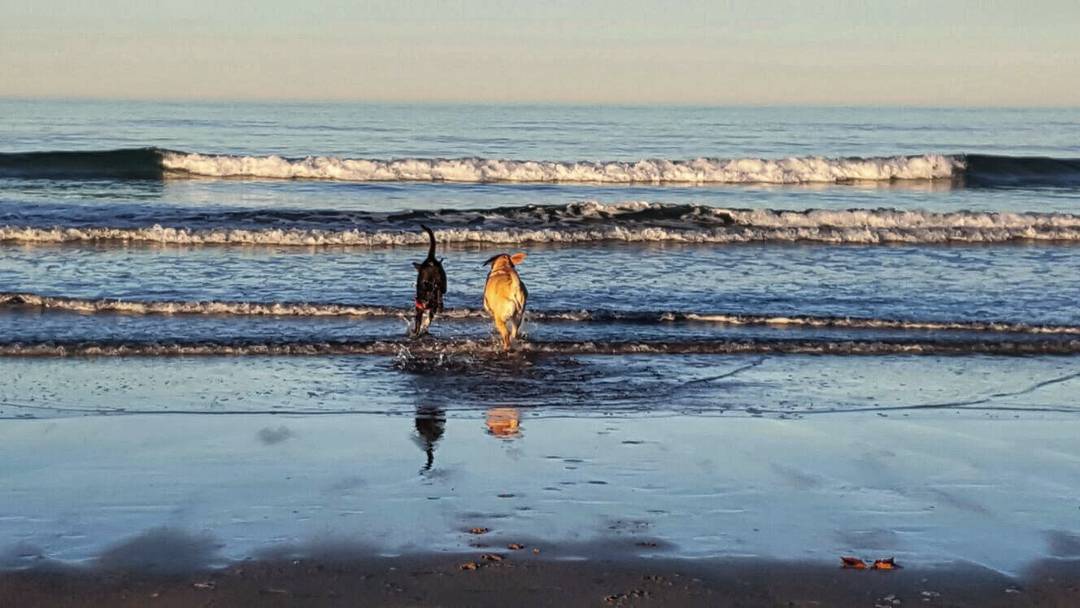 IsaacAsenjo's tweet photo. ¿Vacaciones? No sin tu perro: 70 playas en España aceptan #mascotas  https://t.co/6aUuDnathz #petfriendly https://t.co/jT7uQplyag
