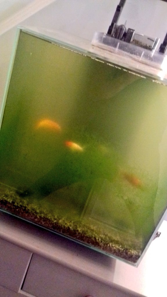 DanDanChilds's tweet photo. Before and after pics of the fish! #daddyhome #cleantank https://t.co/V3D3Ja8sdk