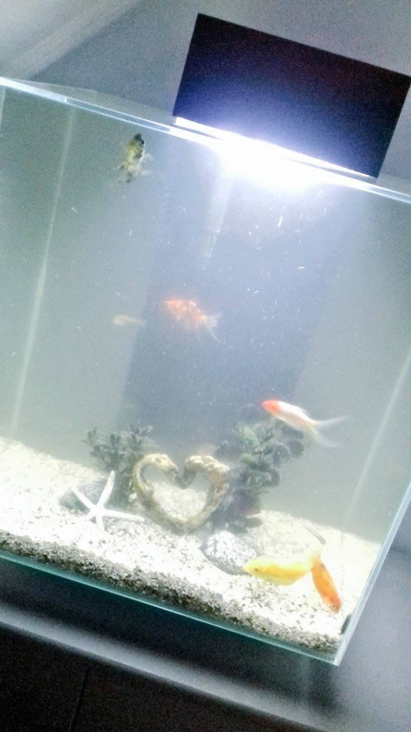 DanDanChilds's tweet photo. Before and after pics of the fish! #daddyhome #cleantank https://t.co/V3D3Ja8sdk