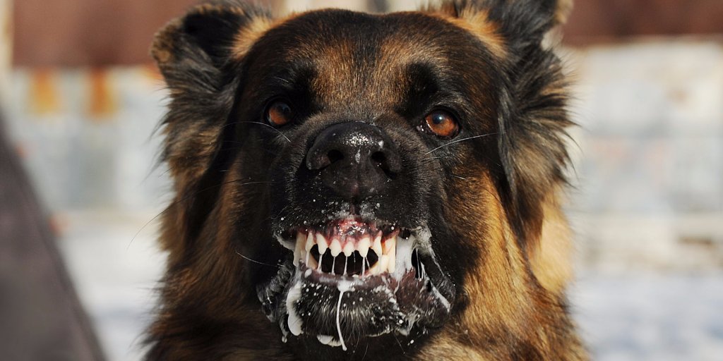 BIVideo's tweet photo. A Navy SEAL explains what to do if you're attacked by a dog https://t.co/vdLN8HLnmM https://t.co/PZRqPyi42v