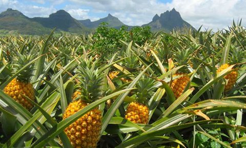 IsaacTours's tweet photo. Field of Dreams. #vacation #travel #DominicanRepublic #explore #sightseeing #weekend #personaltours https://t.co/x36zj2Fyma