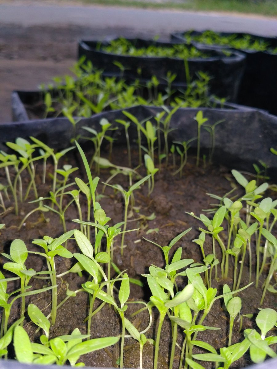 Hutamadn's tweet photo. See ya Ramadhan.. I'll grow up 🌱🌱
#GemaTakbir https://t.co/0LNlPn2ISF