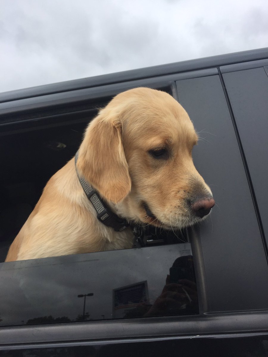 captain_bad_ass's tweet photo. Dogs are life https://t.co/sdRCfftfqy