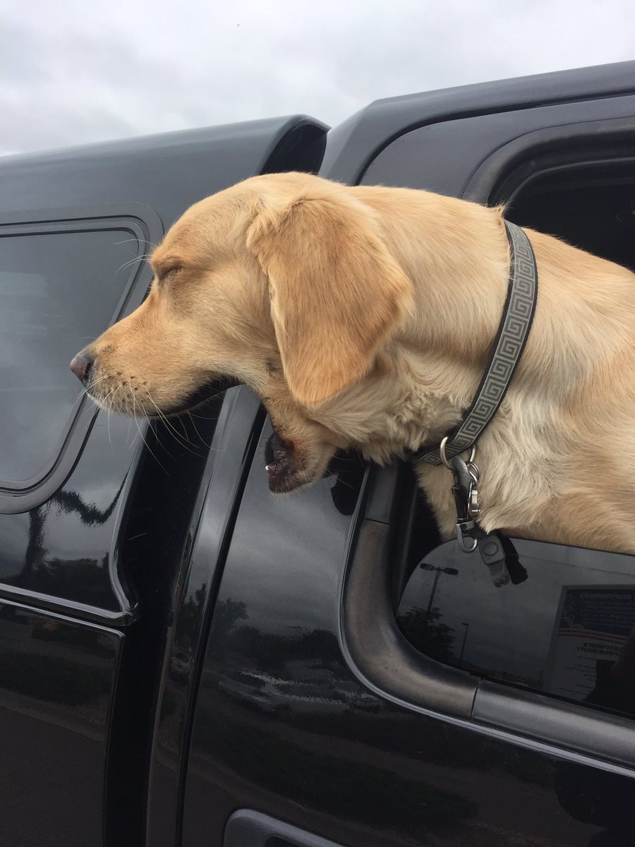 captain_bad_ass's tweet photo. Dogs are life https://t.co/sdRCfftfqy