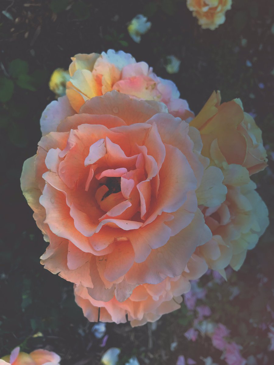 RyanMackie1's tweet photo. #Rose #Flowers #Morning #Sunrise #Colors #Photography #Summer  #Garden #Syracuse #Flower #Art #Beautiful #Nature #Outdoors #Pretty  #Love https://t.co/qOi2PCsY51