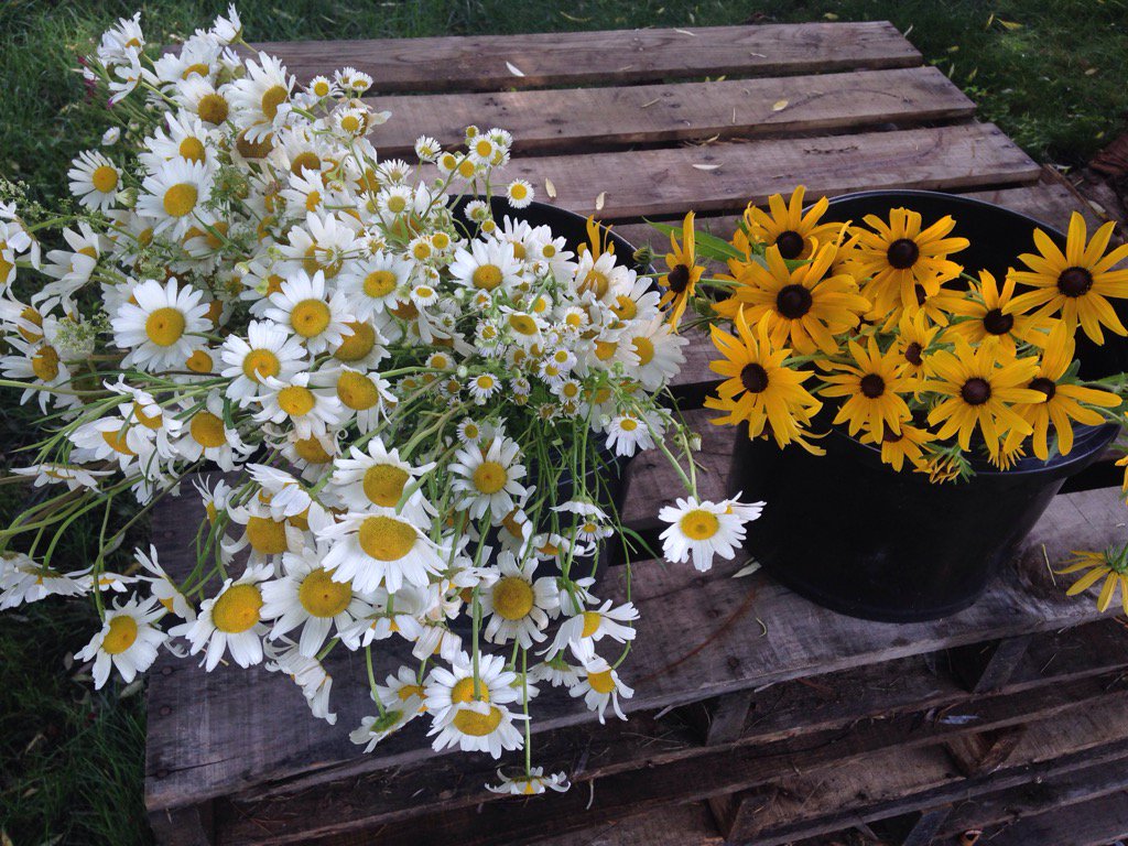 StephanieDarwak's tweet photo. Nature's bounty. #gradpartyprep #tableflowers #daisies #blackeyedsusans 🌼💕🎓 https://t.co/18A3oTXkSG